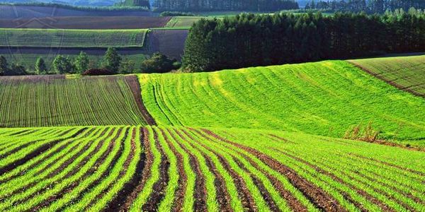 Земли сельскохозяйственного назначения